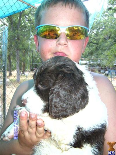 Puppies in TX